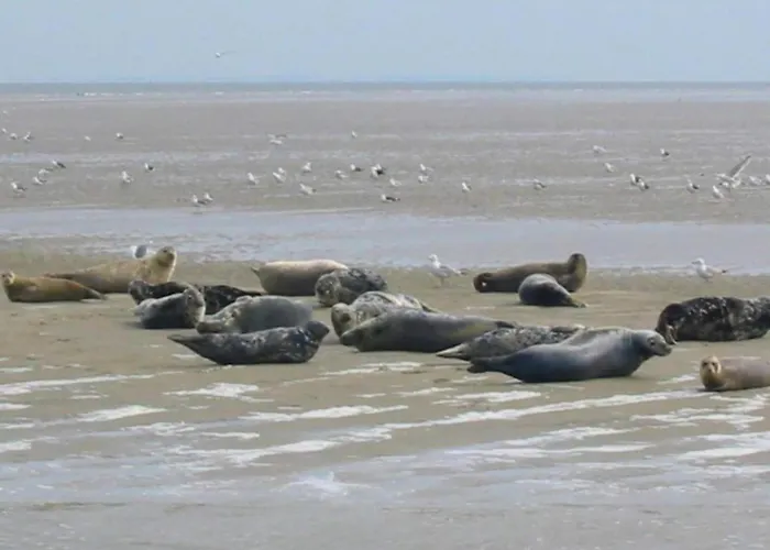 In Netherlands With Hot Tub & Garden Hippolytushoef